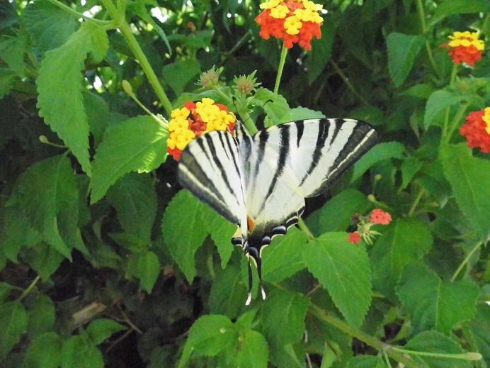 Iphiclides podalirius